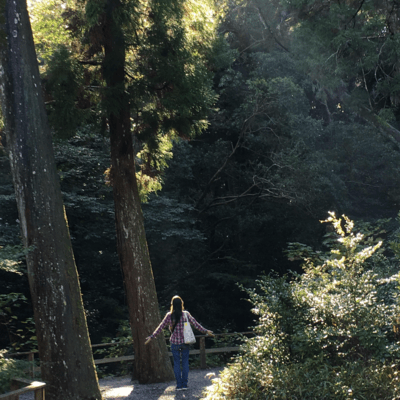 いにしえの森のジャケット写真