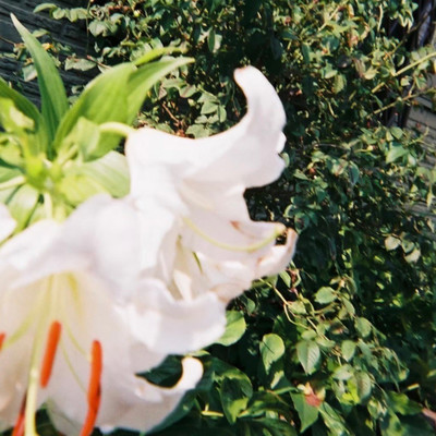 Tenonaru Front Cover