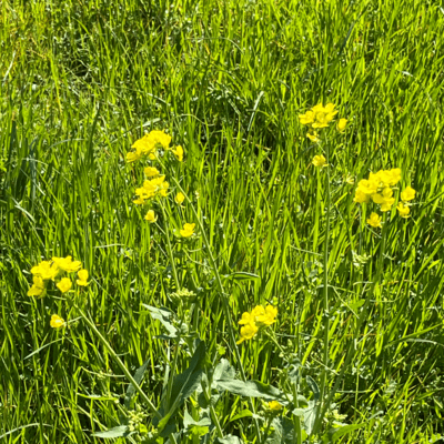 Let's play in Chiba Front Cover