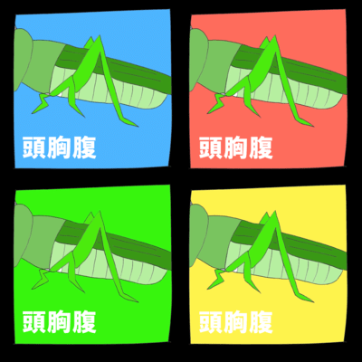 頭胸腹のジャケット写真