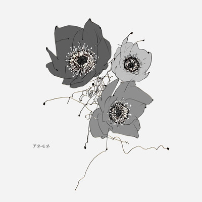 anemone Front Cover