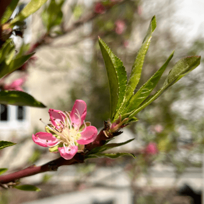 The Bloom Back Then Front Cover