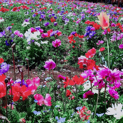 Anemone Front Cover