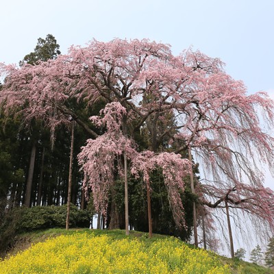 Made In Japan II Front Cover