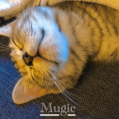 Royalcanin Front Cover