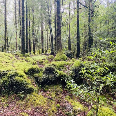 隠歌のジャケット写真