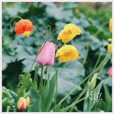 tennkyuu Front Cover