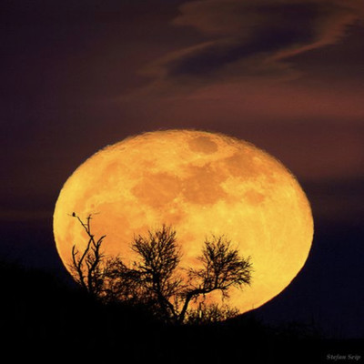 Orange moon Front Cover