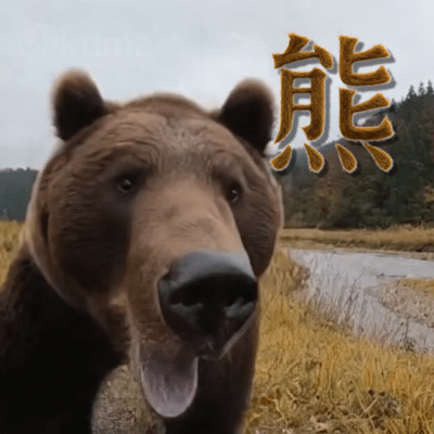 熊のジャケット写真