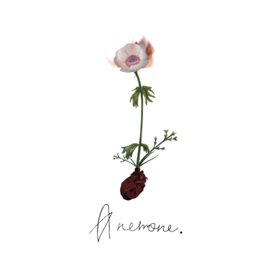 Anemone Front Cover