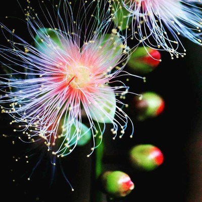 サガリバナ〜音の葉〜のジャケット写真