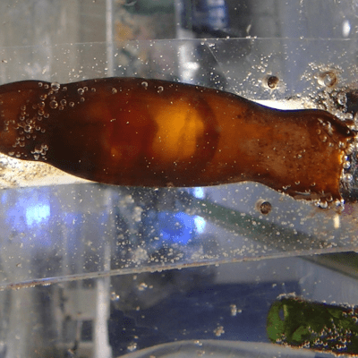 Come Back 2 Meのジャケット写真