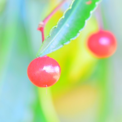 ebichiri Front Cover