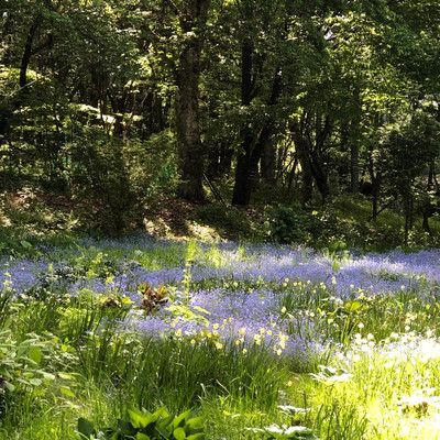 蛍のジャケット写真