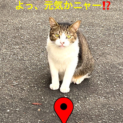 ピンポーンダッシュのジャケット写真