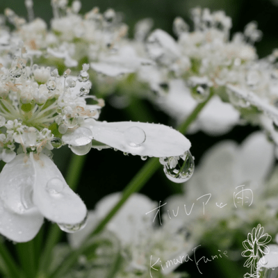 Orlaya soaked in the rain Front Cover