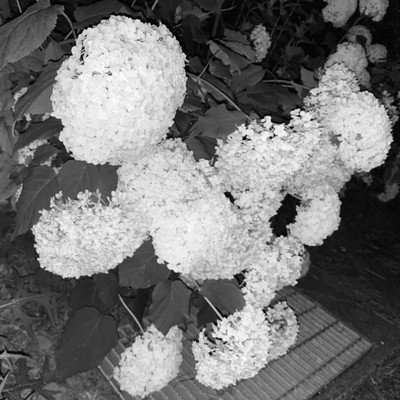 Ajisaiのジャケット写真