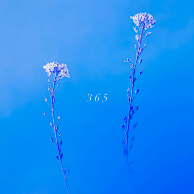 365のジャケット写真