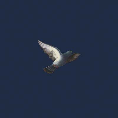 Peace Front Cover