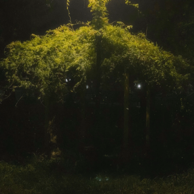 moonlight Front Cover