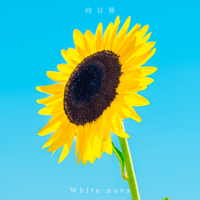 himawari Front Cover