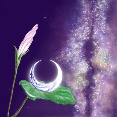 アサガオのジャケット写真