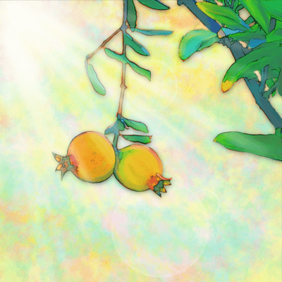 Seeds and Light Front Cover