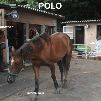 POLO Front Cover