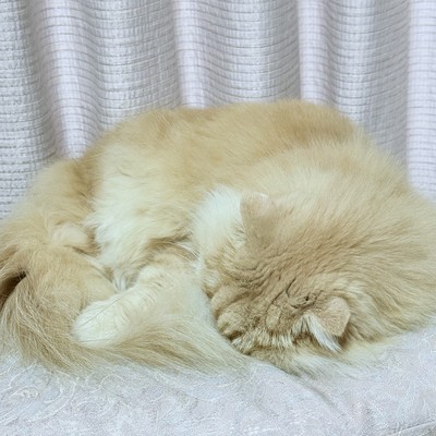 2月 (feat. 彩澄しゅお)のジャケット写真