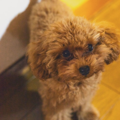 Chanceのジャケット写真