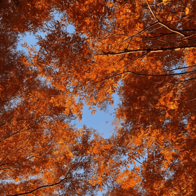 autumn Front Cover