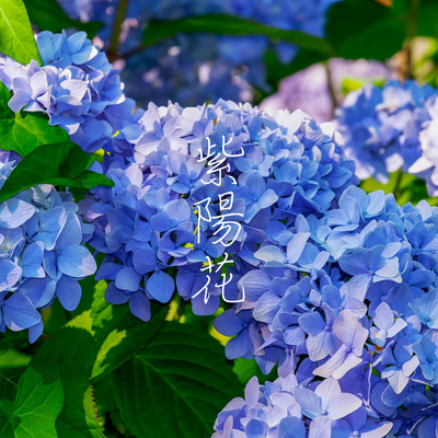 紫陽花 (feat. 窪田 翔)のジャケット写真