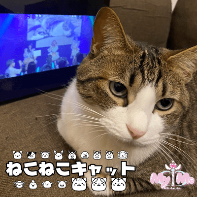 ねこねこキャットのジャケット写真