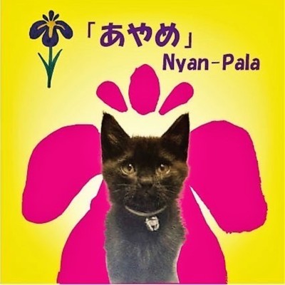 「あやめ」のジャケット写真