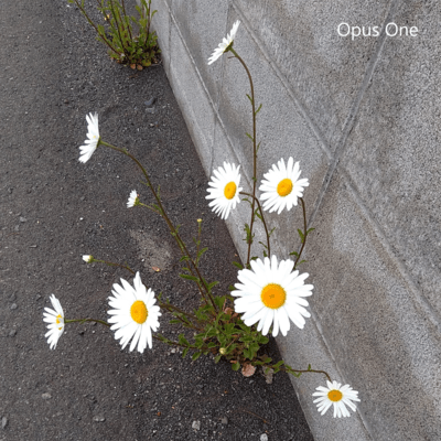 Opus One Front Cover
