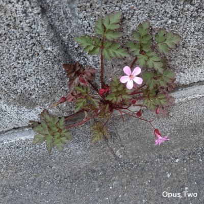 Opus Twoのジャケット写真