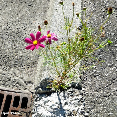 Opus Threeのジャケット写真