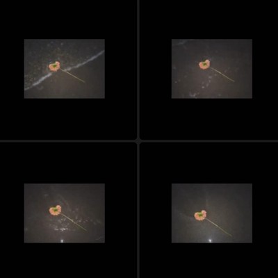 Torchのジャケット写真