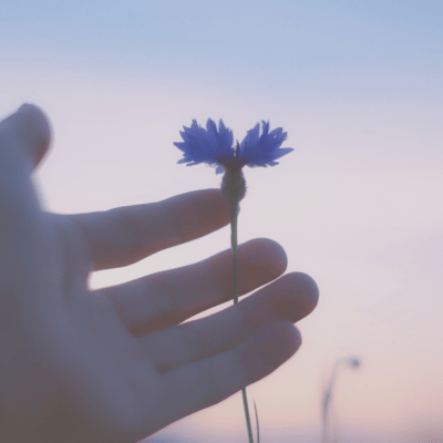 Until the day we bloom again (feat. Twilight Kaiju) Front Cover