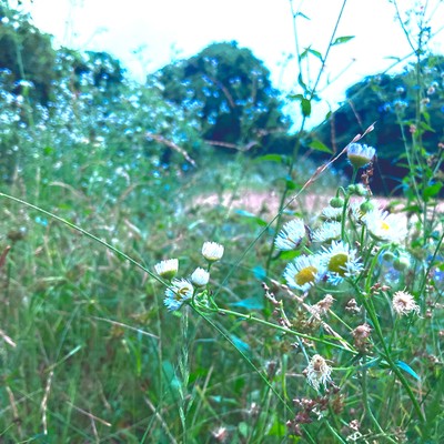 A Summer day Front Cover