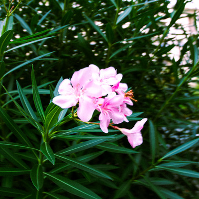 Foreverのジャケット写真