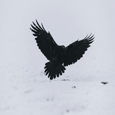 Reborn Front Cover