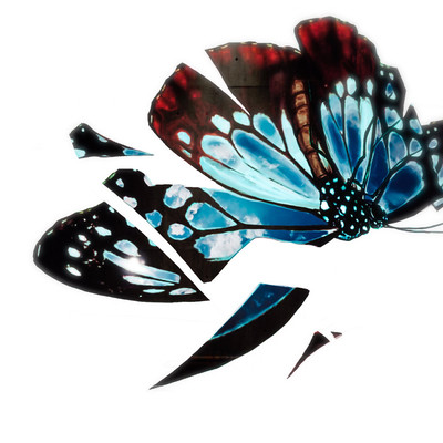 Swallowtail reflect Front Cover