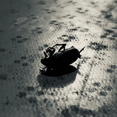 夜を煮込むのジャケット写真