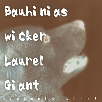 Bauhinias wicker Laurel Giantのジャケット写真