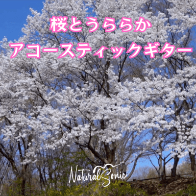 Cherry Blossoms and Urarea Acoustic Guitar Front Cover