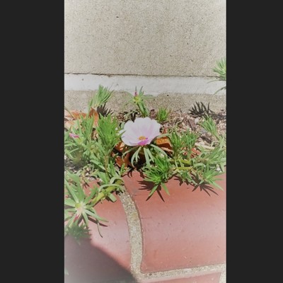 the will of one wheel Front Cover