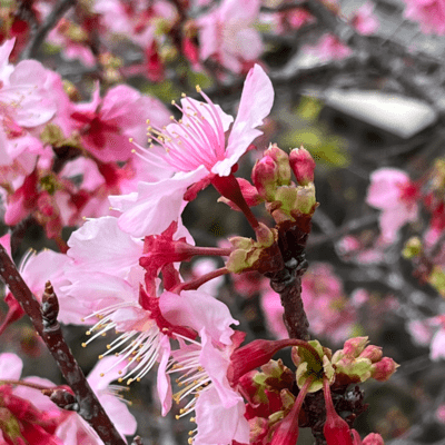 Sakura of This Island (feat. KAGAMINE RIN & HATSUNE MIKU) Front Cover