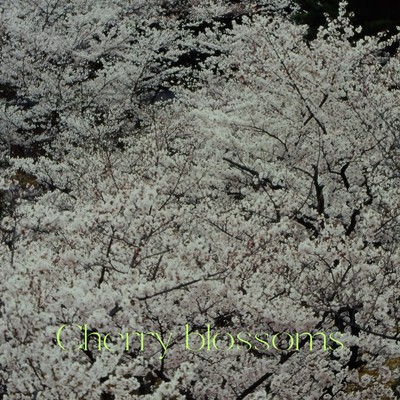 SAKURA (feat. Mew & CYBER DIVA)のジャケット写真
