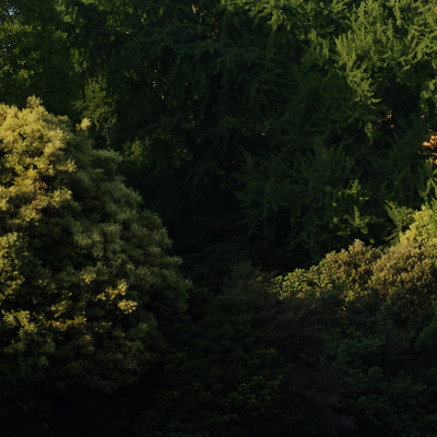 夏の影が伸びていくのジャケット写真